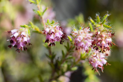 Erica similis