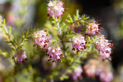 Erica similis