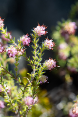 Erica similis