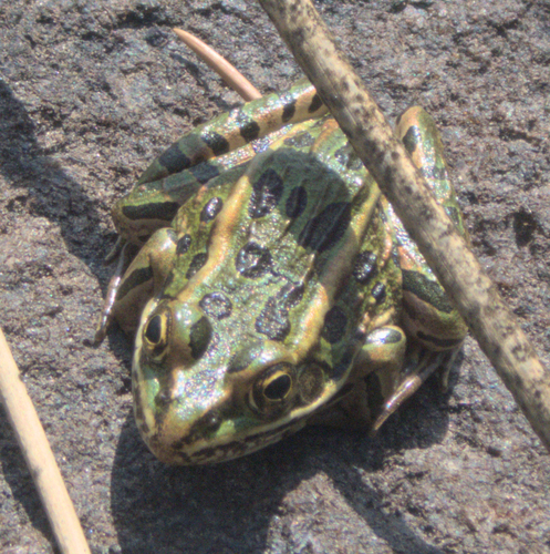 Leopard Frog