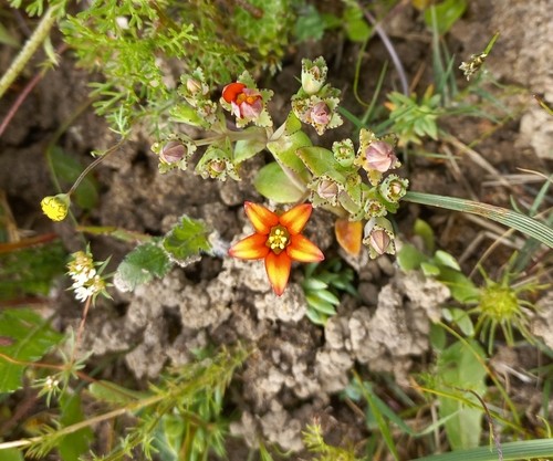 Crassula dichotoma