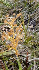 Aciphylla anomala