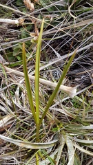 Aciphylla anomala