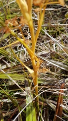 Aciphylla anomala