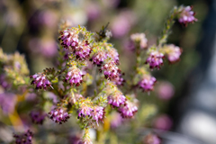 Erica similis