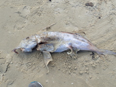 Callorhinchus milii