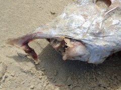 Callorhinchus milii