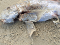 Callorhinchus milii