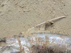 Callorhinchus milii