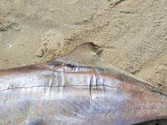 Callorhinchus milii