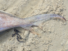 Callorhinchus milii