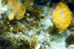 Aplousobranchia