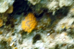 Aplousobranchia