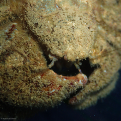 Hapalogaster cavicauda