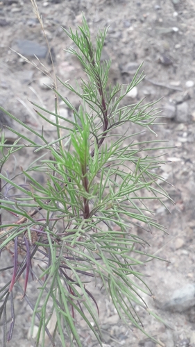 Senecio subulatus, photograph 4