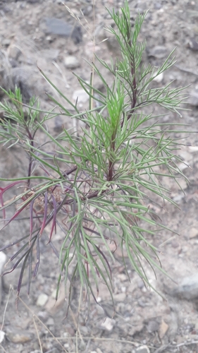 Senecio subulatus, photograph 5