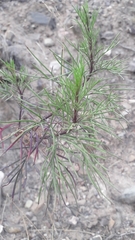 Francisco Villegas, CC BY, iNaturalist via GBIF Senecio subulatus, photograph Francisco Villegas, CC BY, iNaturalist via GBIF