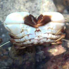 Lophopanopeus leucomanus