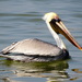 Brown Pelican - Photo (c) Isaac Lord, some rights reserved (CC BY-NC), uploaded by Isaac Lord