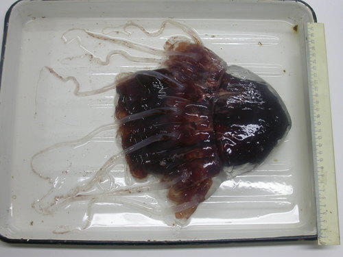Periphylla periphylla