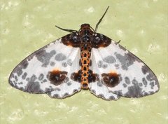 Abraxas amicula-illuminata