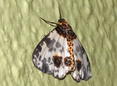 Abraxas amicula-illuminata