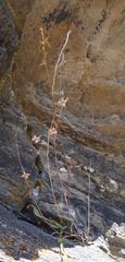 Arthropodium candidum