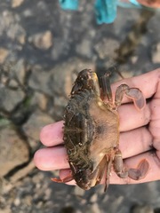 Thalamitinae