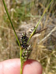 Carex wakatipu