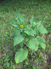 Carpesium macrocephalum