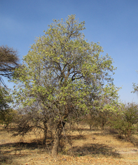 Dombeya rotundifolia image