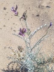 Astragalus magdalenae