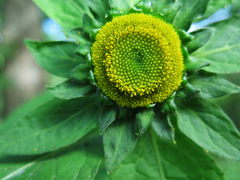 Carpesium macrocephalum