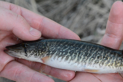 Esox americanus