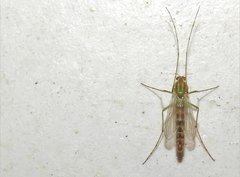 Chironomus yoshimatsui