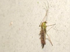 Chironomus yoshimatsui