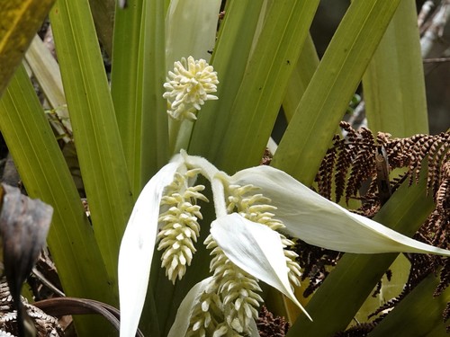 Perching lily (Astelia hastata)