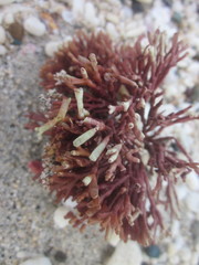 Tricleocarpa fragilis
