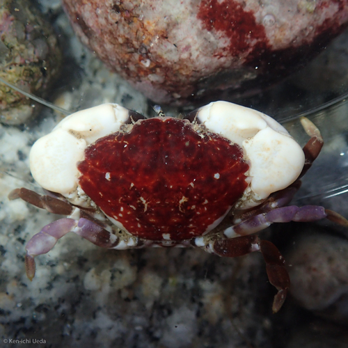 Lophopanopeus leucomanus