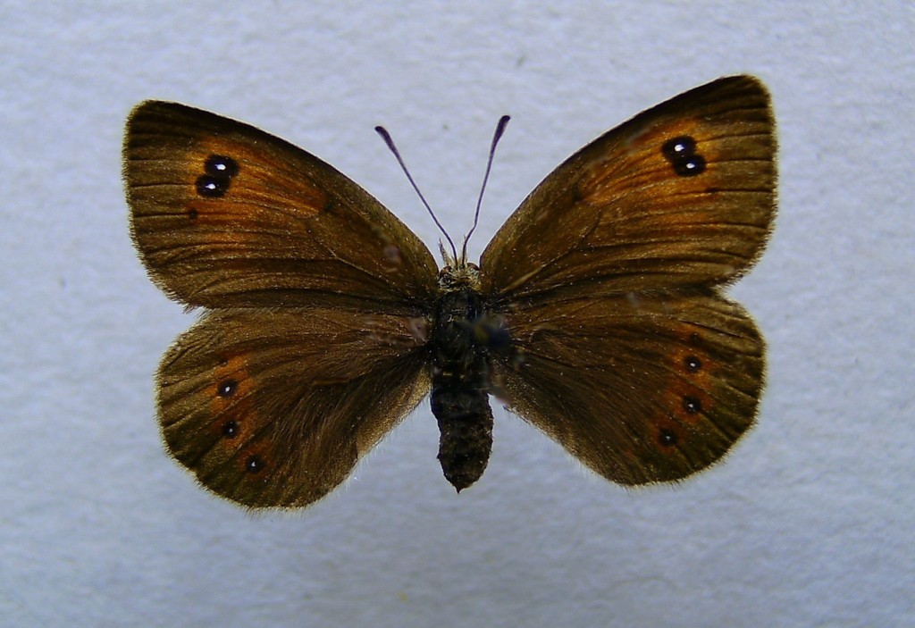 Common Brassy Ringlet