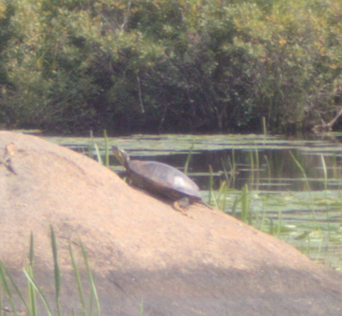 Painted Turtle