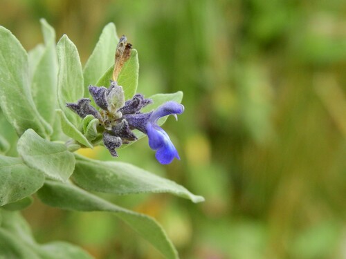 Image of Salvia humboldtiana by (c) Esteban Poveda, some rights reserved (CC BY)