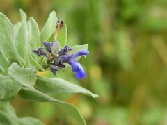 Esteban Poveda, CC BY, iNaturalist via GBIF Salvia humboldtiana, photograph Esteban Poveda, CC BY, iNaturalist via GBIF