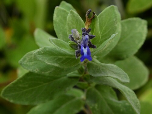 Image of Salvia humboldtiana by (c) Esteban Poveda, some rights reserved (CC BY)