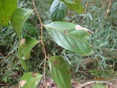 Glochidion zeylanicum