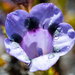 Roella maculata - Photo (c) magriet b,  זכויות יוצרים חלקיות (CC BY-SA), הועלה על ידי magriet b