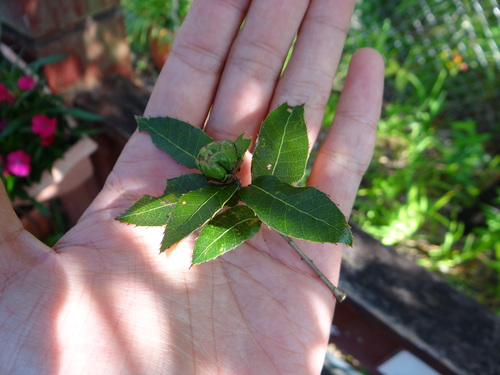 Image of Quercus tarokoensis by (c) 呂一起(Lu i-chi), some rights reserved (CC BY)