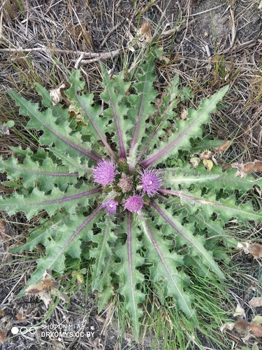 Cirsium esculentum, photograph 4