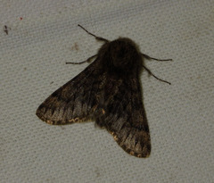 Apocheima hispidaria