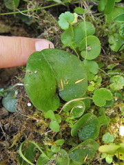 Corybas iridescens